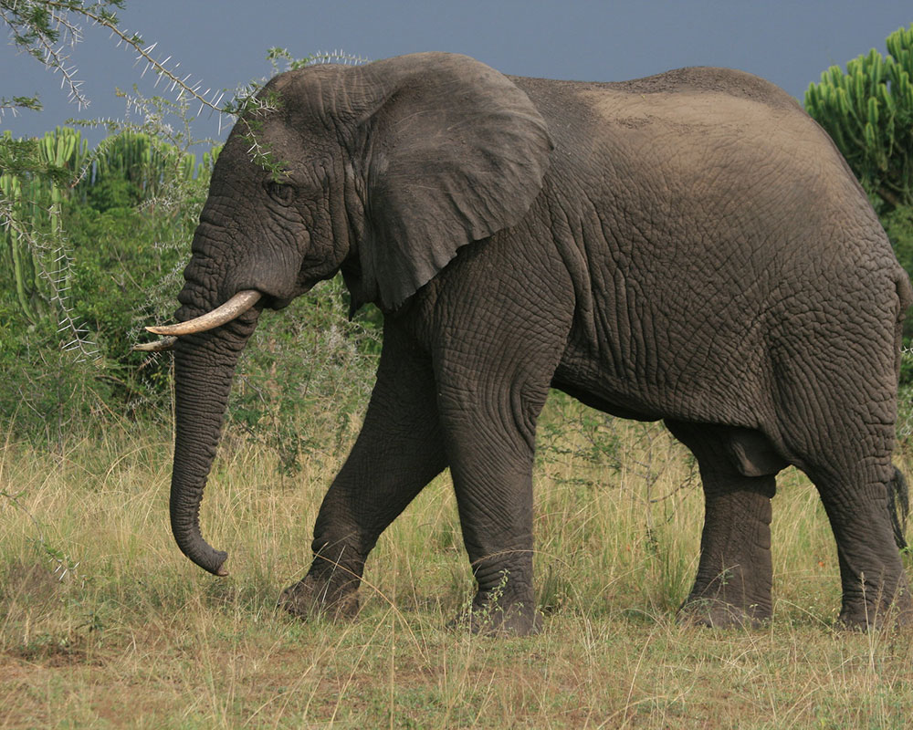7 Days Adventure to Queen Elizabeth National Park