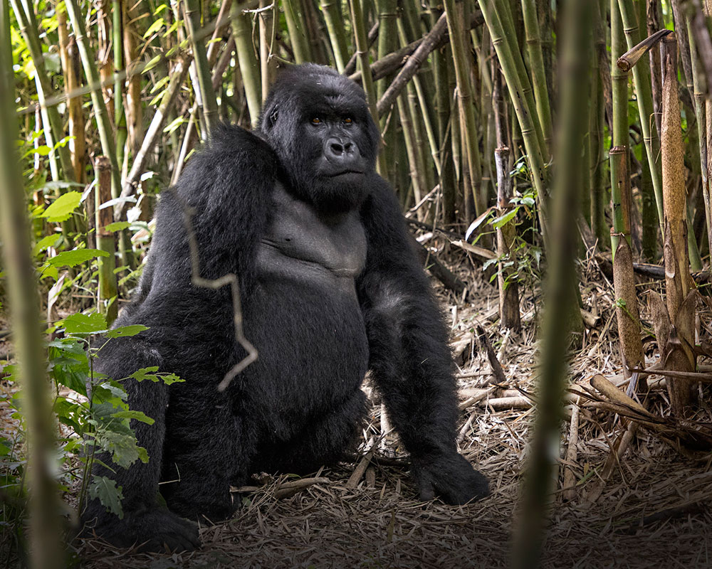 10 Day Ultimate Wildlife & Gorilla Tracking Adventure