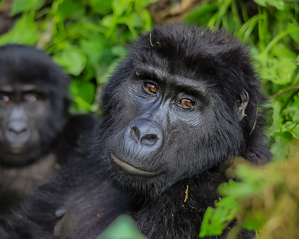 Bwindi Impenetrable Forest National Park
